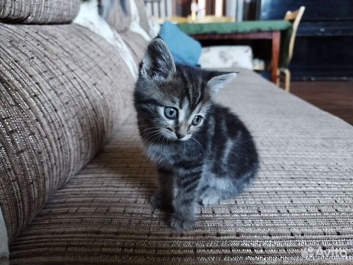 Котята в добрые руки 2 мальчика 1 девочка