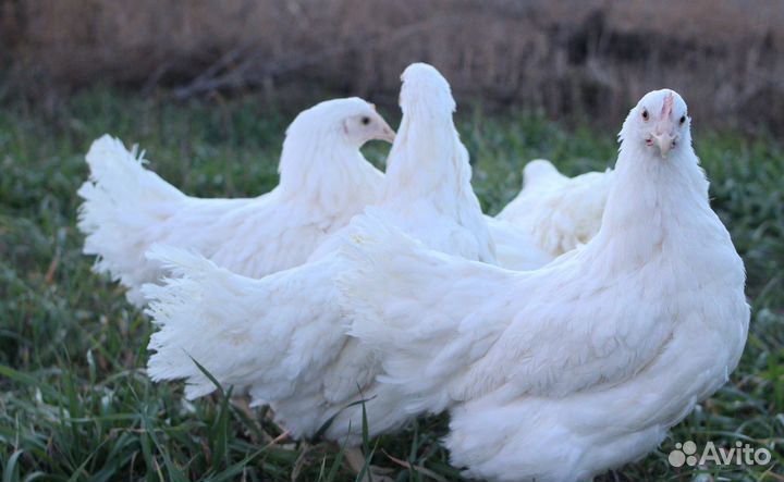 Доминант и другие несушки