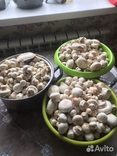 Грибы маринованные
