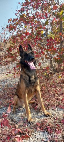 Бельгийская овчарка малинуа