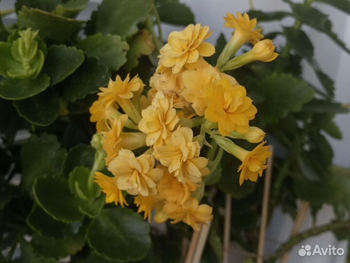 Каланхоэ цветущий