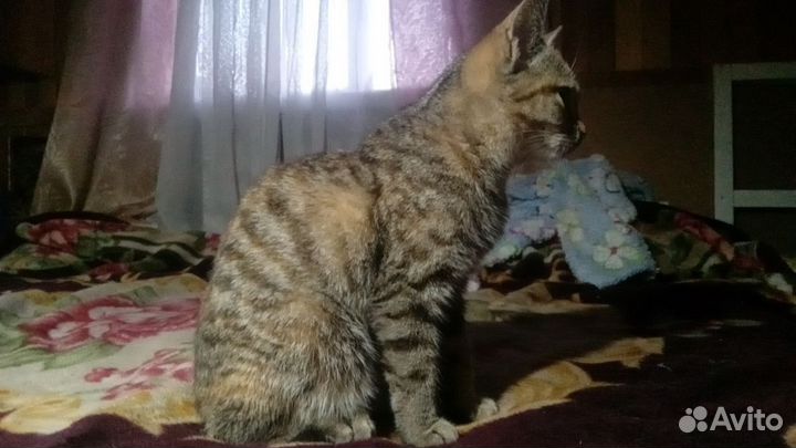 Кошка