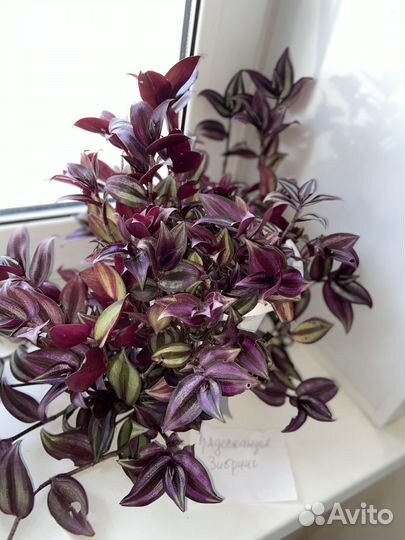 Комнатные растения, цветы