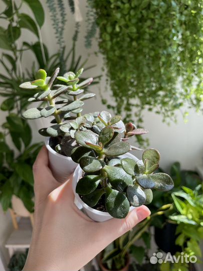 Крассула Минор (суккулент)