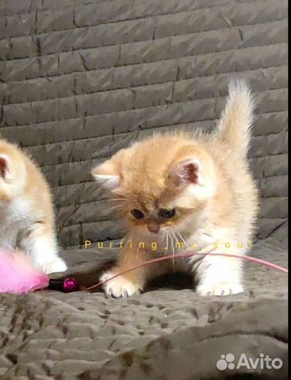 Золотая шиншилла, ny11, котенок