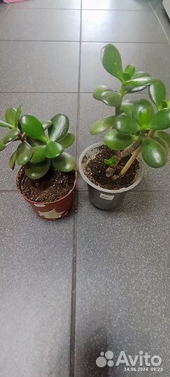 Тростянка, каланхоэ белый