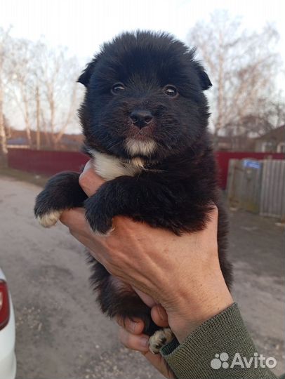 Щенки в добрые руки