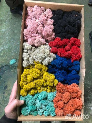 Стабилизированный мох Оптом и в розницу