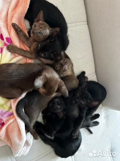 Бурманский котенок