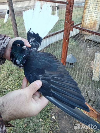 Продам голубя