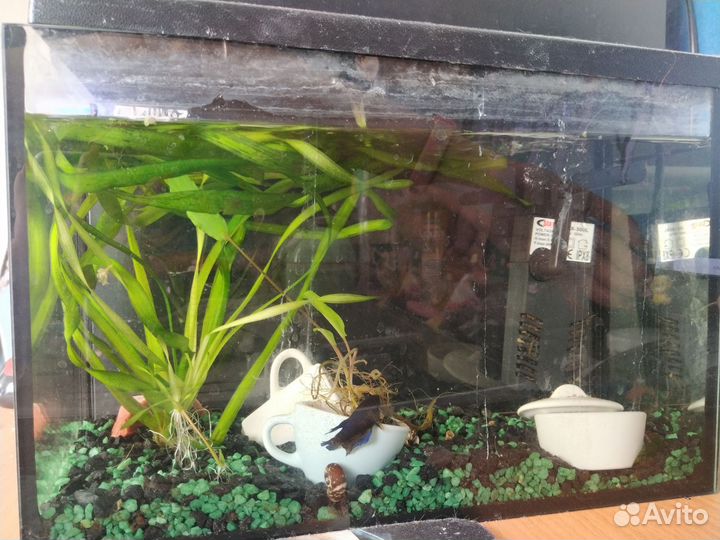 Аквариум с наполнением