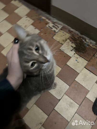 Кот
