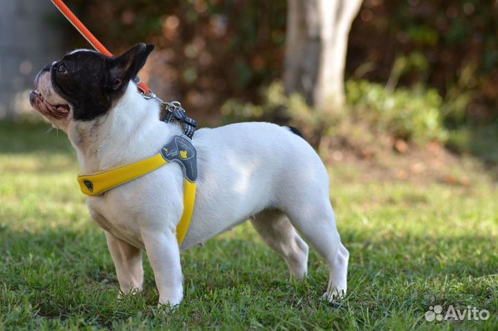 Cortina мягкая шлейка 