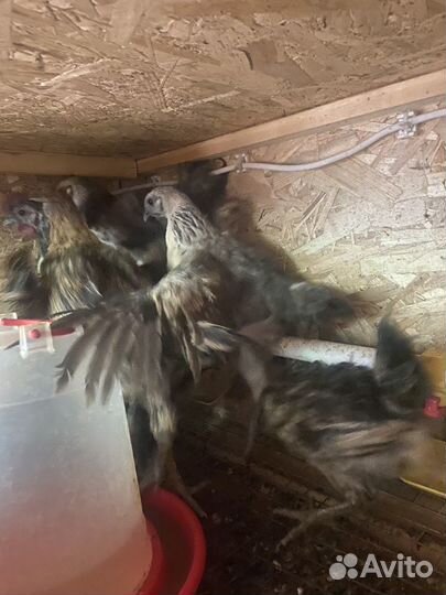 Молодые петухи