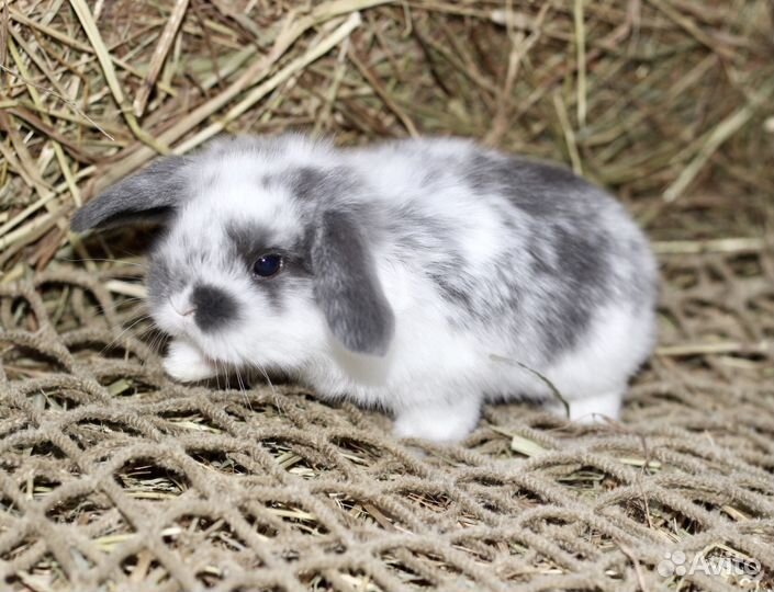 Кролики карликовые минилопы и рексы