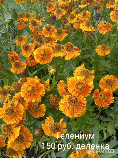 Садовые многолетники