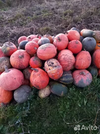 Тыква кормовая