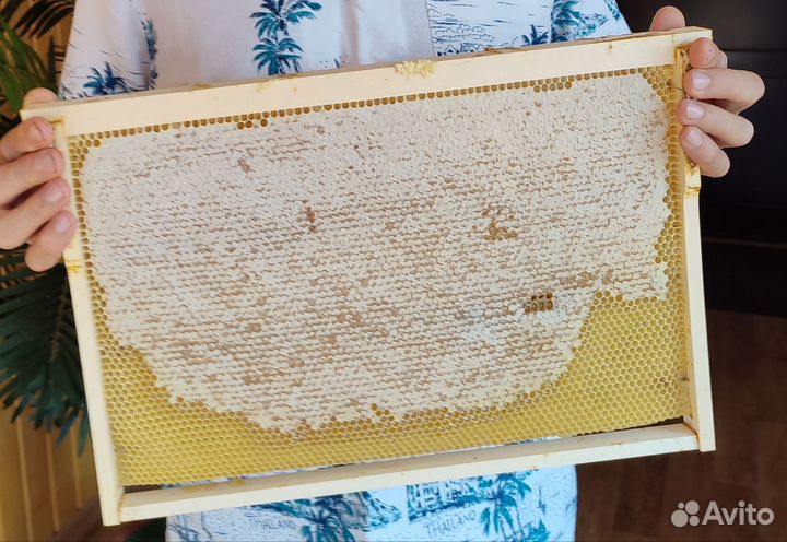 Пчелы Карника