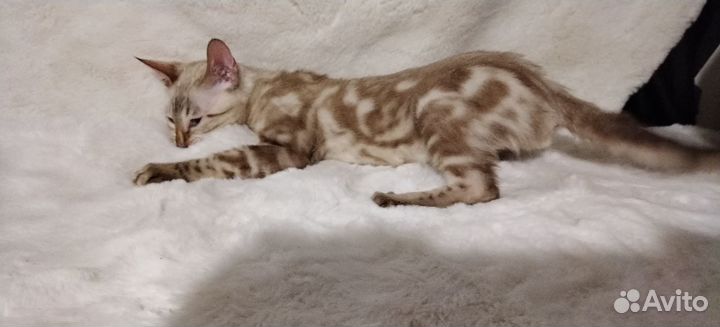 Бенгальская