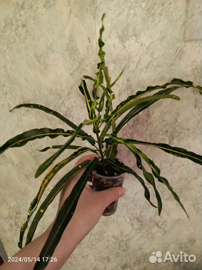 Кротон Твист