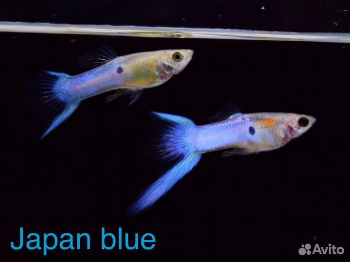 Крабы-вампиры. Гуппи Эндлера чистые линии