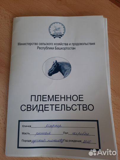 Жеребец на племя продажа/обмен