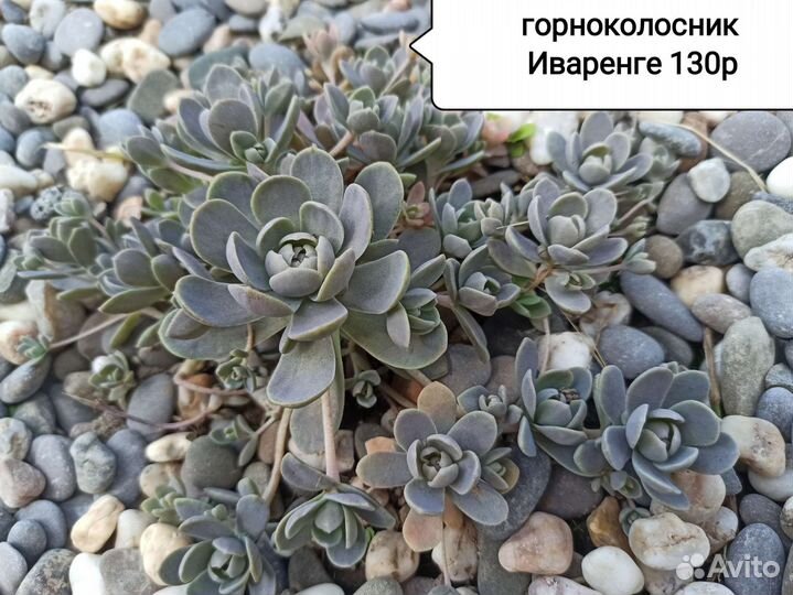 Молодило (каменная роза), горноколосник ч. 3