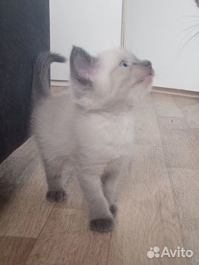Тайские котята