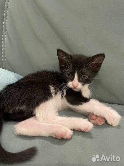 Черно белая кошка