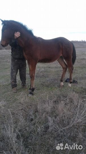 Жеребчик орловской породы