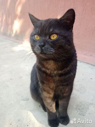 Кот ищет дом