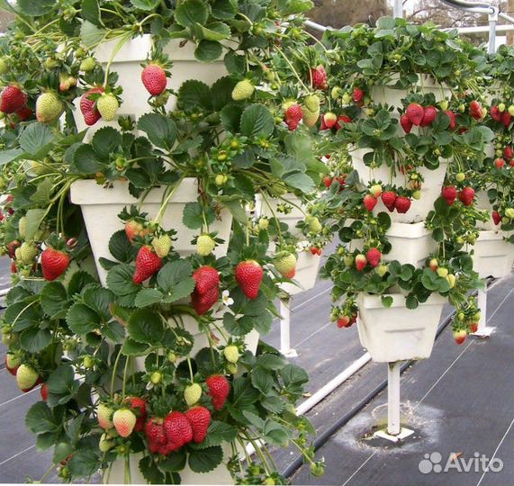 Клубника-Ремонтантная