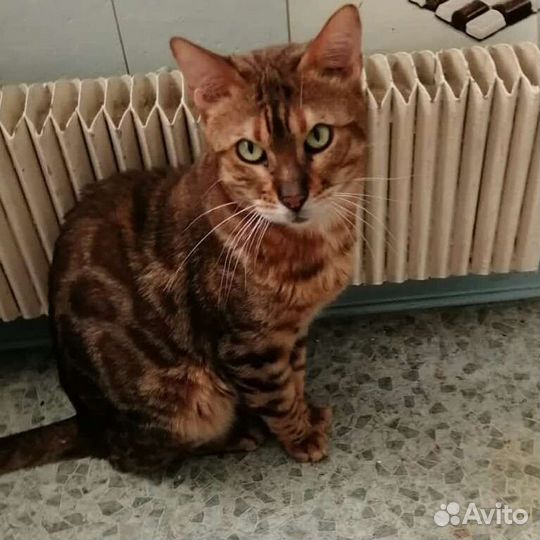 Вязка с бенгальским котом