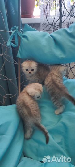 Котята шотландские