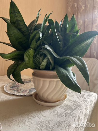 Сансевиерия