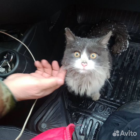 Кот(мальчик)