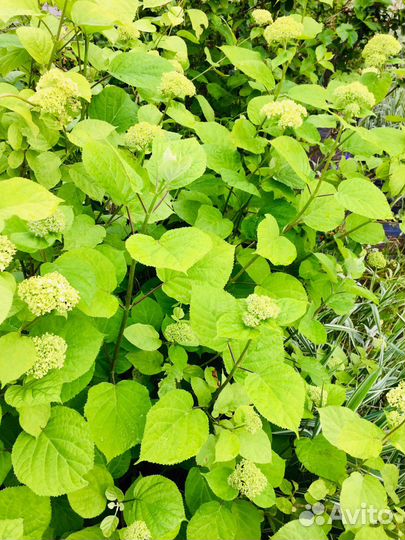 Многолетники для Вашего сада