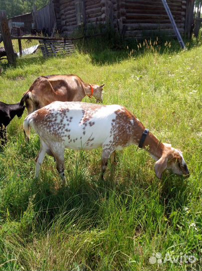 Нубийские козы