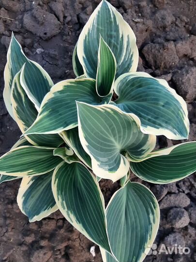 Хосты сортовые