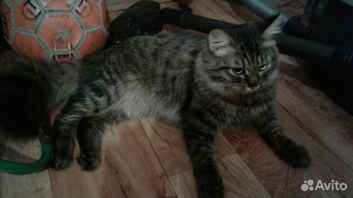 Сибирский котик
