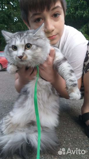Кот для вязки, сибирский 1 годик