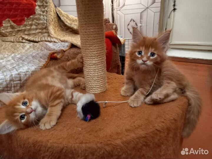 Котята Мэйн Кун