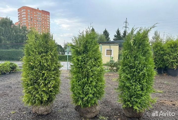 Туя Брабант