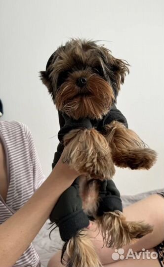 Передержка собак