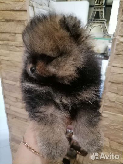 Померанский шпиц