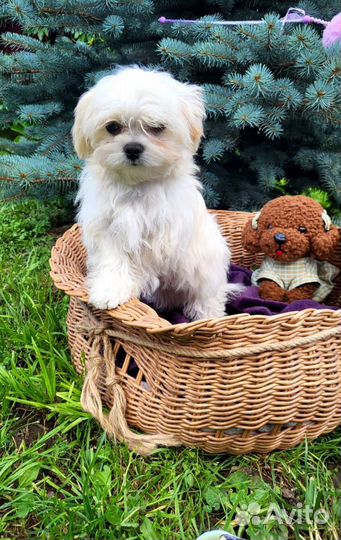 Щенки мальтипу f1 mini