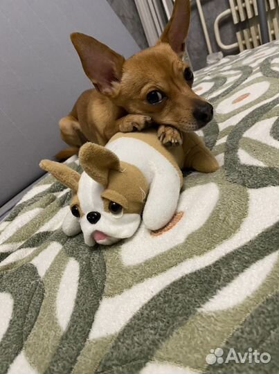 Собака- вязка