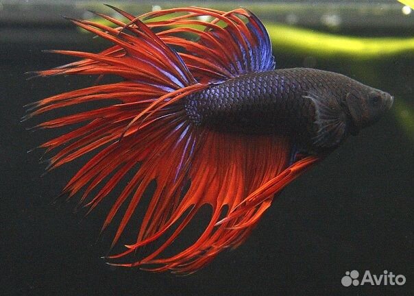 Рыбки Петушки