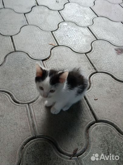 Котëнок(мальчик)