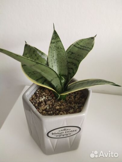 Сансевиерия ханни крем